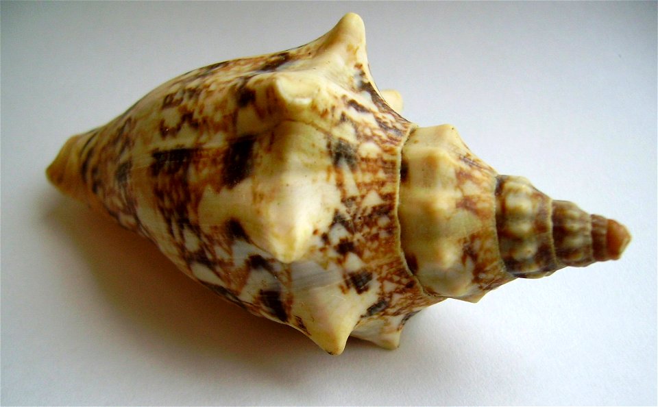 Alcithoe arabica (shouldered form)