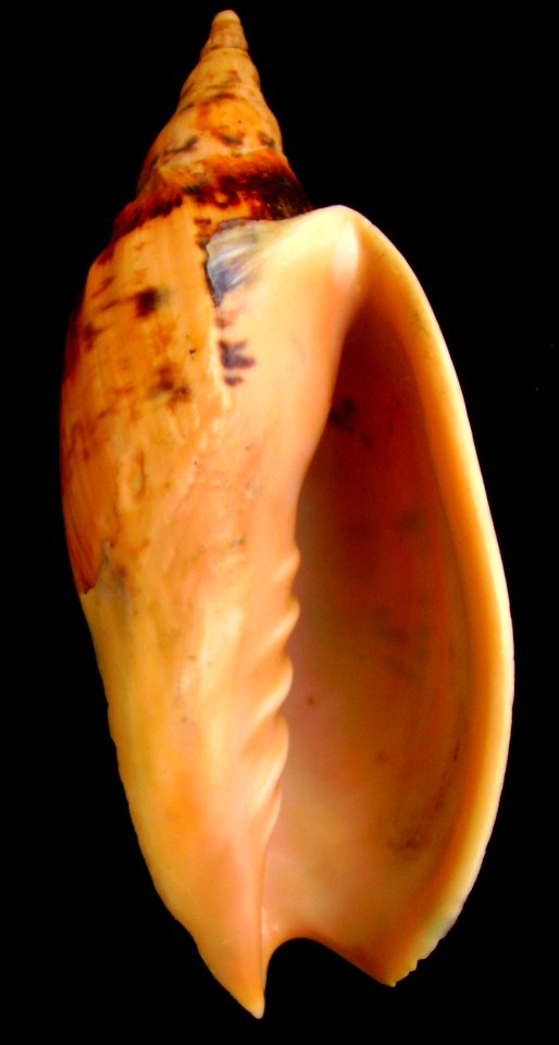 Alcithoe arabica (smooth form, underside view)