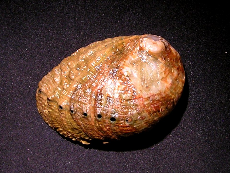 Haliotis fatui Geiger, 1999; family Haliotidae; Tonga Island