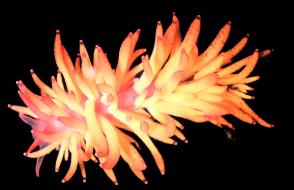 Photo of an orange form of Phestilla melanobrachia. Location: University of Hawaii Institute of Marine Biology. (Identification.)