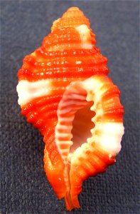Septa bibbeyi (Beu, 1987) , a triton from the family Ranellidae; Philippines