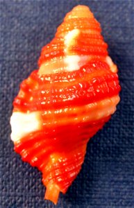 Septa bibbeyi (Beu, 1987) , a triton from the family Ranellidae; Philippines