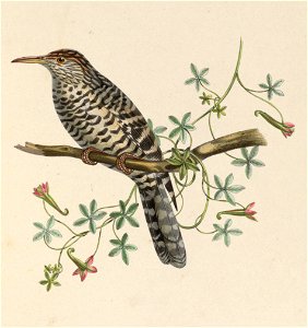 Picolaptes megalopterus = Campylorhynchus megalopterus (Grey-barred Wren)