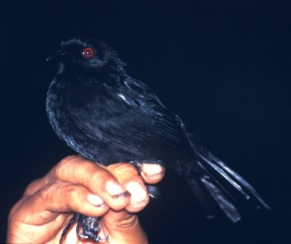 White-backed Fire-eye (Pyriglena leuconota castanoptera). Male from Cordillera del Cóndor, Ecuador.