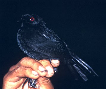 White-backed Fire-eye (Pyriglena leuconota castanoptera). Male from Cordillera del Cóndor, Ecuador.