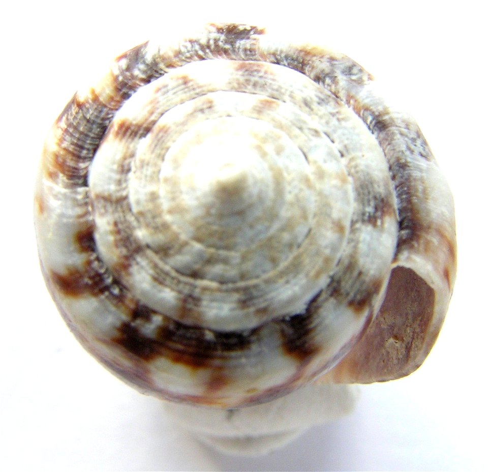 Conus boeticus Reeve, 1844 ; the Philippines