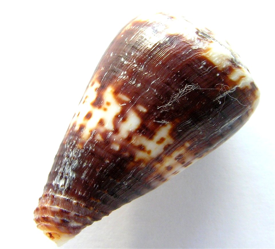 Conus boeticus Reeve, 1844 ; the Philippines
