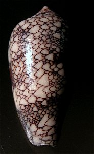 Conus canonicus Hwass in Bruguière, 1792  , a cone snail in the family Conidae; Seychelles
