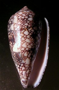 Conus canonicus Hwass in Bruguière, 1792  , a cone snail in the family Conidae; Seychelles