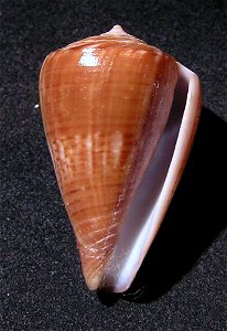 Conus hyaena Hwass in Bruguière, 1792; India