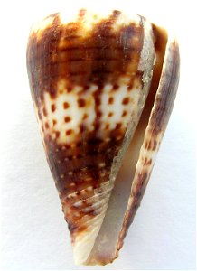 Conus boeticus Reeve, 1844 ; the Philippines