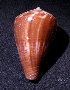 Conus hyaena Hwass in Bruguière, 1792; India