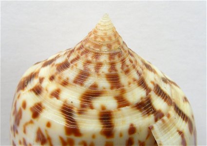 Conus lynceus G. B. Sowerby II, 1858 ; the Philippines