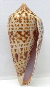 Conus lynceus G. B. Sowerby II, 1858 ; the Philippines