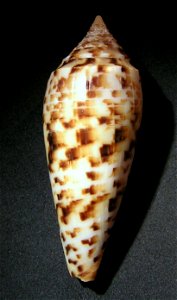 Conus lynceus G. B. Sowerby II, 1858 (synonym: Conus phuketensis da Motta, 1978); India