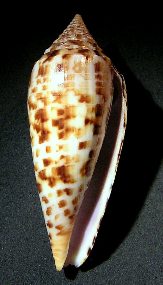 Conus lynceus G. B. Sowerby II, 1858 (synonym: Conus phuketensis da Motta, 1978); India