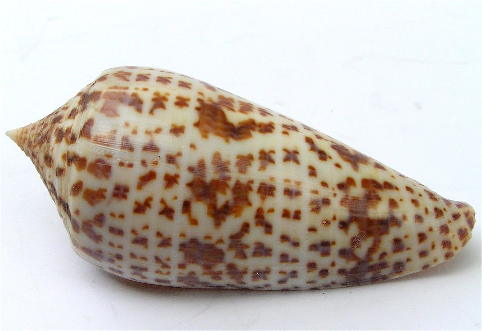 Conus lynceus G. B. Sowerby II, 1858 ; the Philippines