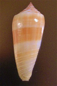 Conus ochroleucus Gmelin, 1791 ; the Philippines