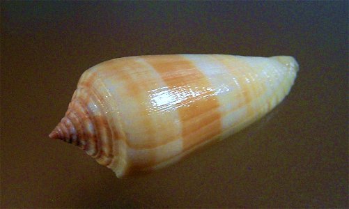 Conus ochroleucus Gmelin, 1791 ; the Philippines