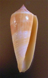 Conus ochroleucus Gmelin, 1791 ; the Philippines