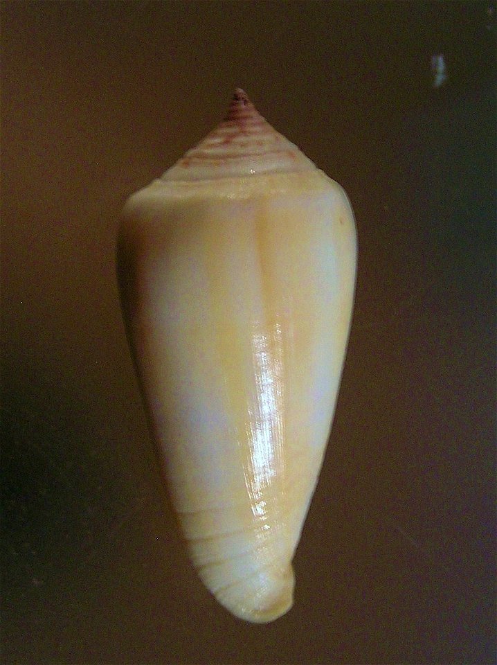 Conus ochroleucus tmetus Tomlin, 1937 (synonym: Conus pilkeyi Petuch, 1974); Conidae; the Philippines