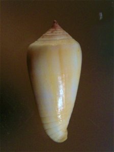 Conus ochroleucus tmetus Tomlin, 1937 (synonym: Conus pilkeyi Petuch, 1974); Conidae; the Philippines