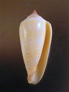 Conus ochroleucus tmetus Tomlin, 1937 (synonym: Conus pilkeyi E. J. Petuch, 1974); the Philippines