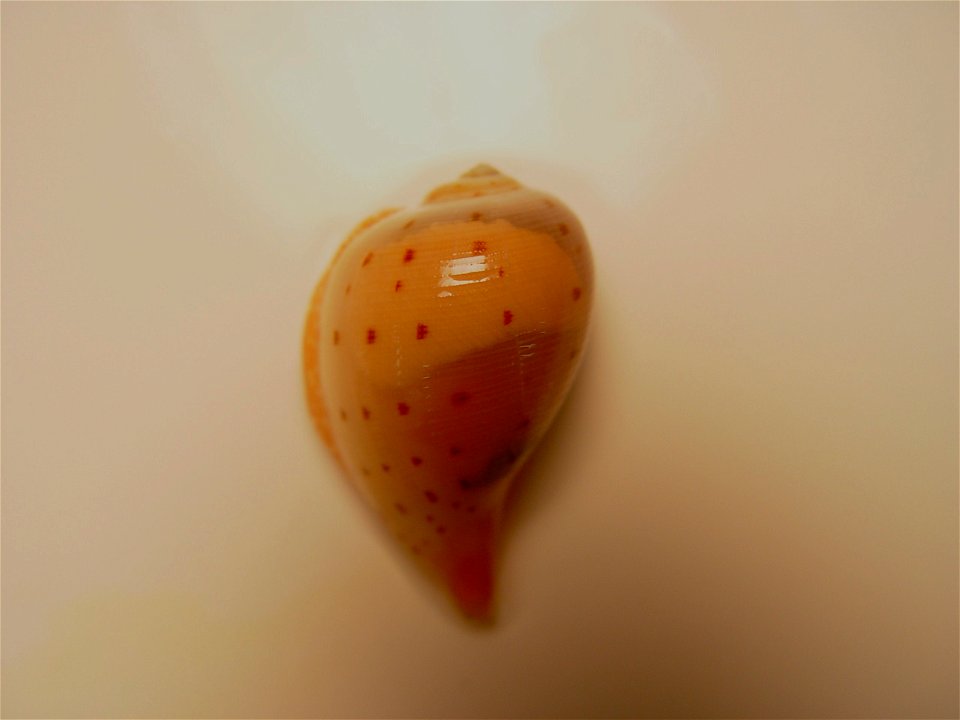 A member of the gastropod family Ficidae, commonly called fig shell ( Ficus atlanticus ). Gulf of Mexico.