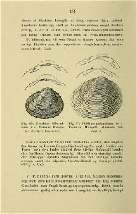 Danmarks Fauna Pisidium hibernicum and P. pulchellum