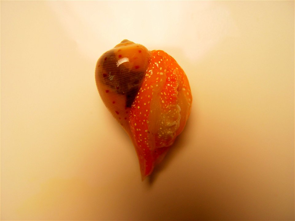 A member of the gastropod family Ficidae, commonly called fig shell ( Ficus atlanticus ). Gulf of Mexico.