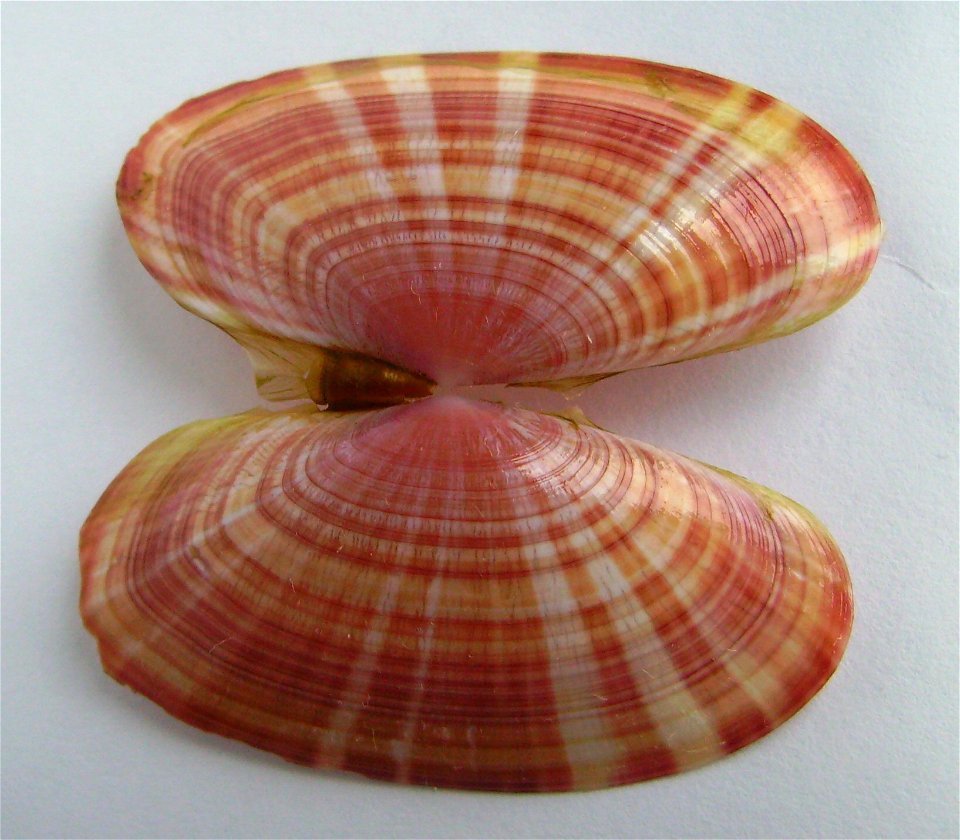 Gari convexa dredged from Northland east coast, New Zealand.




Public domainPublic domainfalsefalse





This work has been released into the  by its author, Graham Bould. This applies worldwide.In 