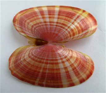 Gari convexa dredged from Northland east coast, New Zealand.




Public domainPublic domainfalsefalse





This work has been released into the  by its author, Graham Bould. This applies worldwide.In 