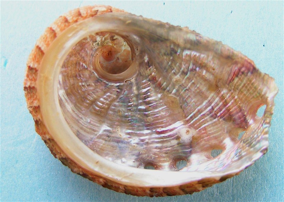 Haliotis queketti E. A. Smith, 1910; family Haliotidae; South Africa