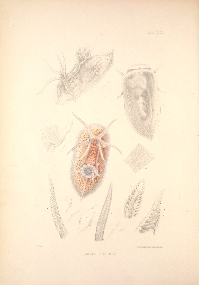 Alder J. & Hancock A. (1845-1855). A monograph of the British nudibranchiate Mollusca: with figures of all the species. The Ray Society, London. Published in 8 parts:Part 1  Fam. 1 Plate 26 [1845]