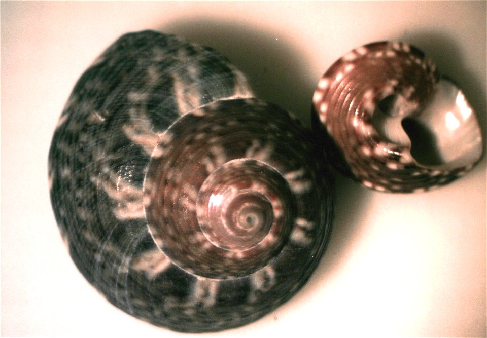 Gibbula umbilicaris (Linnaeus, 1758) ; Sicily