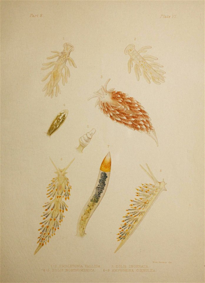 Alder J. & Hancock A. (1845-1855). A monograph of the British nudibranchiate Mollusca: with figures of all the species. The Ray Society, London. Published in 8 parts: Part 8 [1910]
Embletonia pall