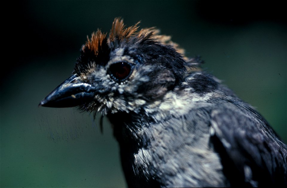 White-winged Brush-finch (Atlapetes leucopterus) from the BNII Image Gallery. Photographed in Ecuador.