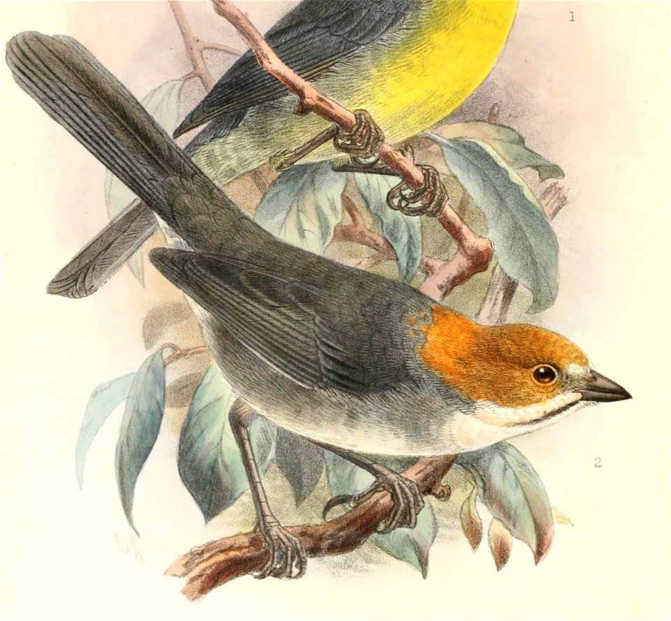 English:  « Buarremon rufigenis » = Atlapetes rufigenis (Rufous-eared Brush Finch)Français :  « Buarremon rufigenis » = Atlapetes rufigenis (Tohi rougeaud)