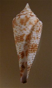 Conasprella comatosa (Pilsbry, 1904) ; the Philippines