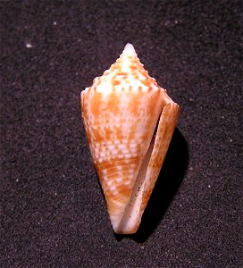 Conus eugrammatus Bartsch & Rehder, 1943