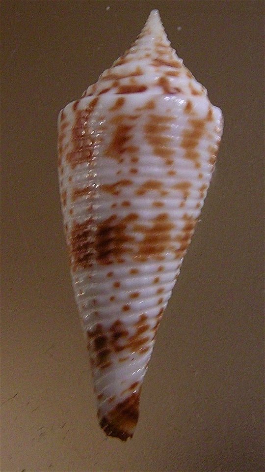 Conasprella comatosa (Pilsbry, 1904) ; the Philippines
