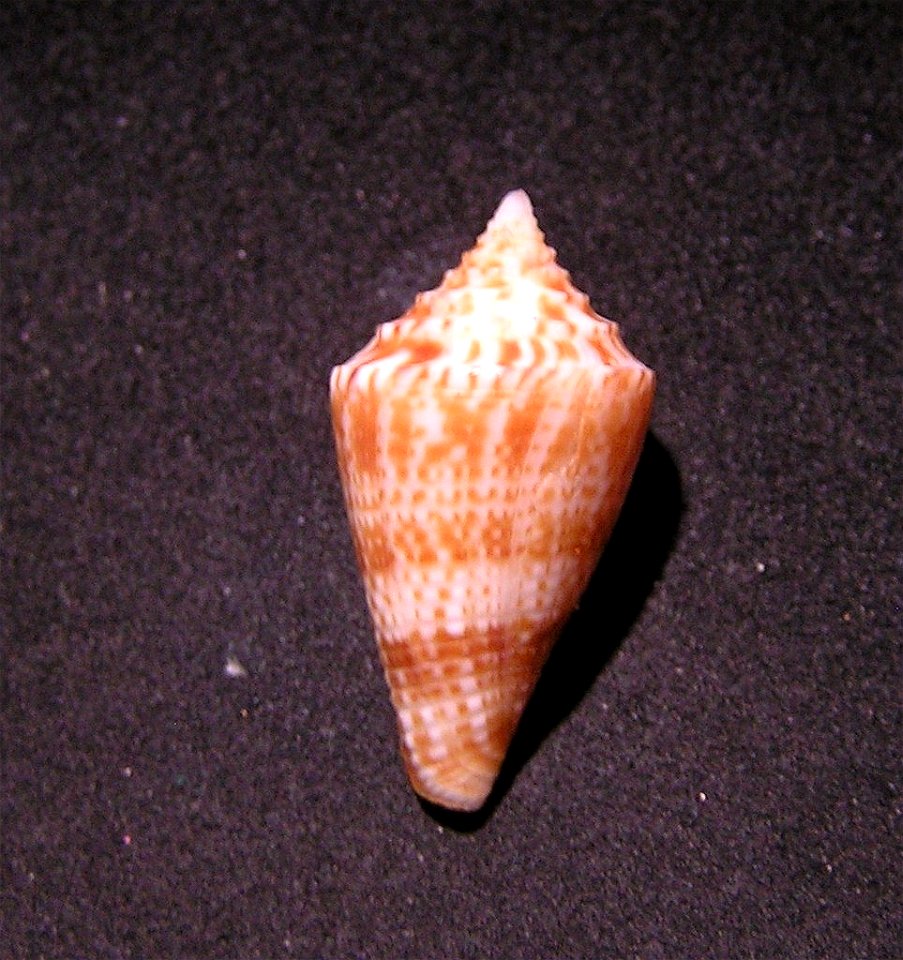 Conus eugrammatus Bartsch & Rehder, 1943.