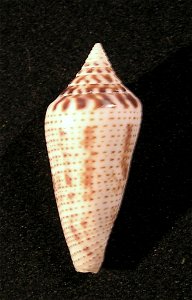 Conasprella mahogani (Reeve, 1843), family Conidae; Mexico