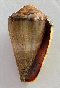 Conus biliosus parvulus Link, 1807 (synonym: Conus parvulus Link, 1807); Australia.