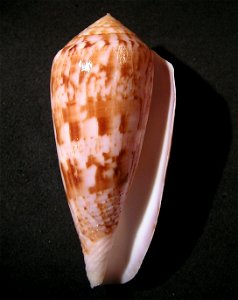 Conus kinoshitai (Kuroda, 1956) ; the Philippines