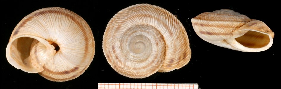 Photo of shells of Iberus marmoratus rositai. Scale in mm. Locality: Spain: Sierra Torcal near Málaga. Date: 1991.