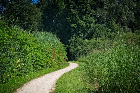 Nature forest hiking