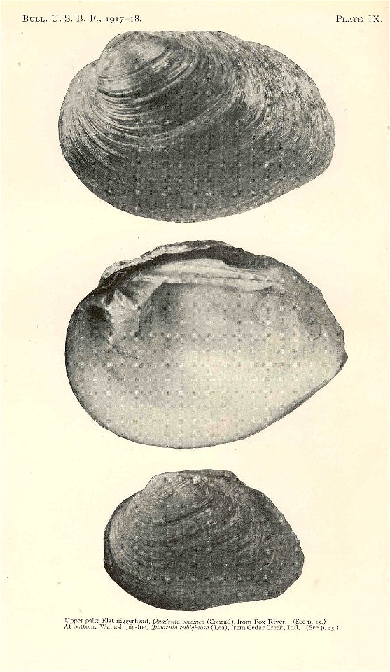 ...Quadrula cocinea (Conrad), from Fox River, upper pair; Wabash pig-toe, Quadrula rubiginosa (Lea), from Cedar Creek, Ind. At bottom
Subject: Quadrula, Freshwater mussels
Tag: Shellfish