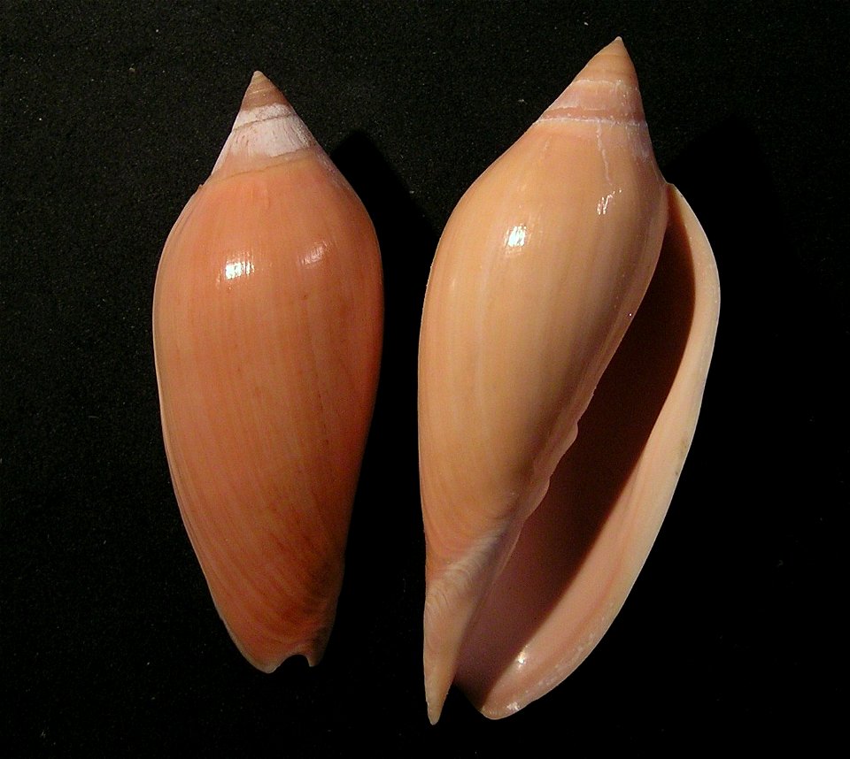 Amoria molleri (Iredale, 1936); family Volutidae; Queensland, Australia