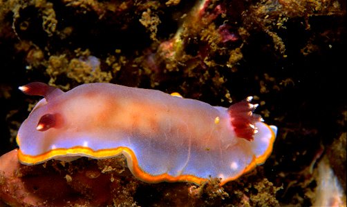 Felimida purpurea (Risso in Guérin, 1831) (syn. Chromodoris purpurea  (Risso in Guérin, 1831) - Banyuls-sur-mer : 07/1993